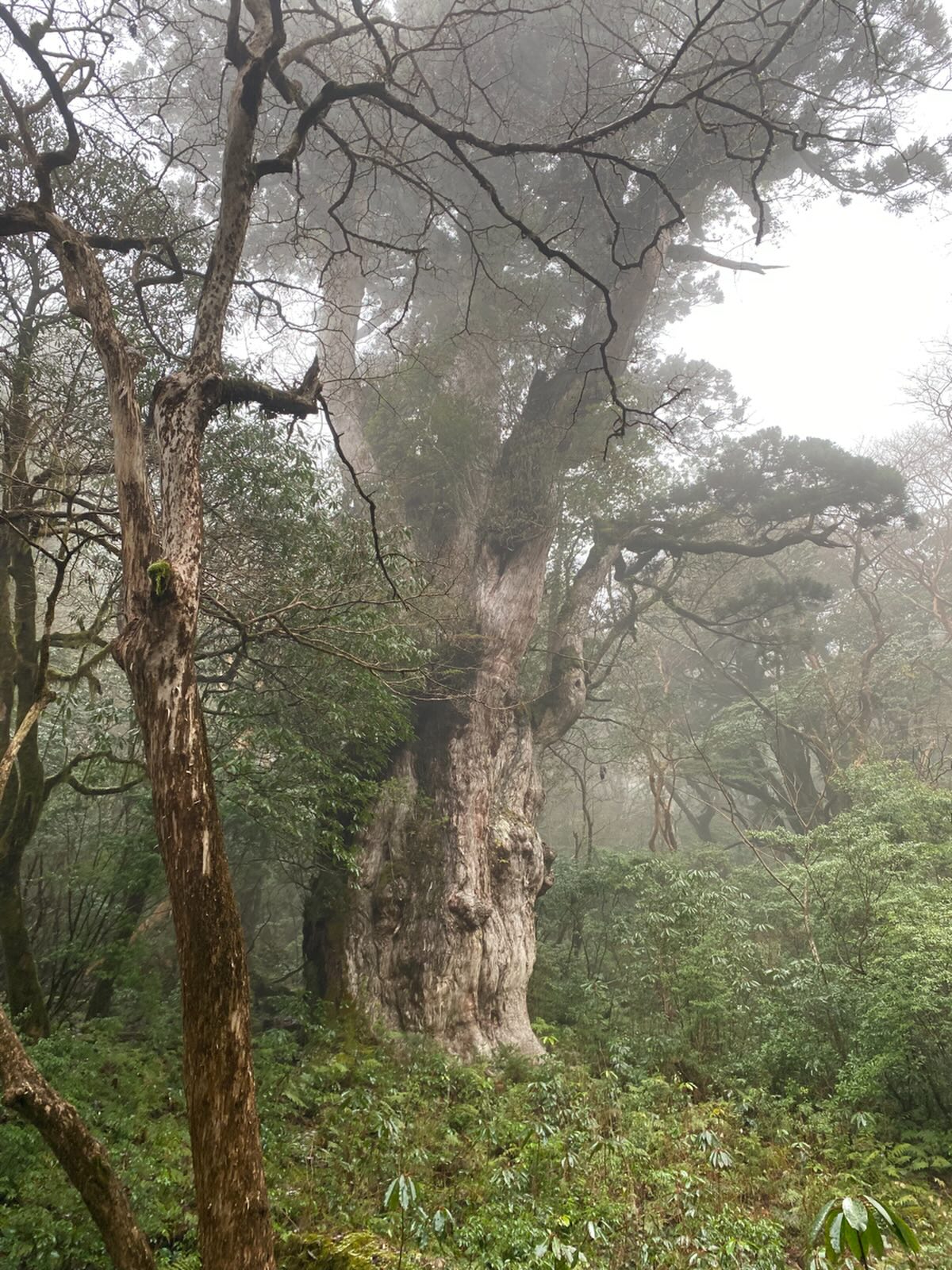 みんなこの地に肉体があるけど、本質は全て意識とか精神にある矛盾しまくりな世界を生きているので、好きに生きようね。大抵のことはとりあえず笑っとけば解決するっぽい。縄文杉あげる。

明日金曜日お休みします。サボりじゃ無いよ！仕事だよ！
